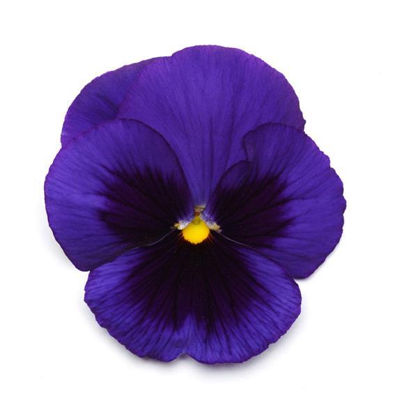 Matrix® Blue Blotch Pansy - Bloom