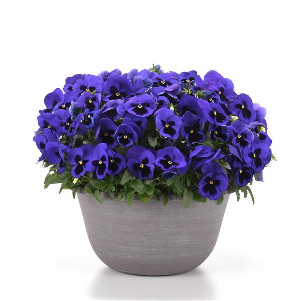 Matrix® Blue Blotch Pansy - Container