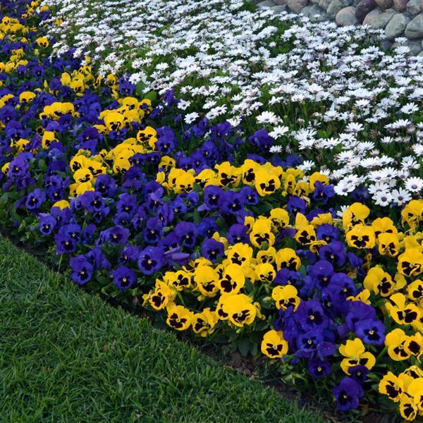 Matrix® Blue Blotch Pansy - Landscape