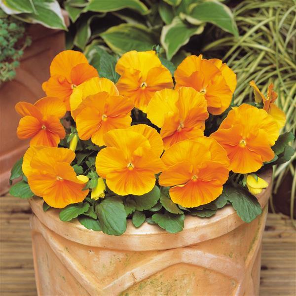 Matrix® Orange Pansy - Container