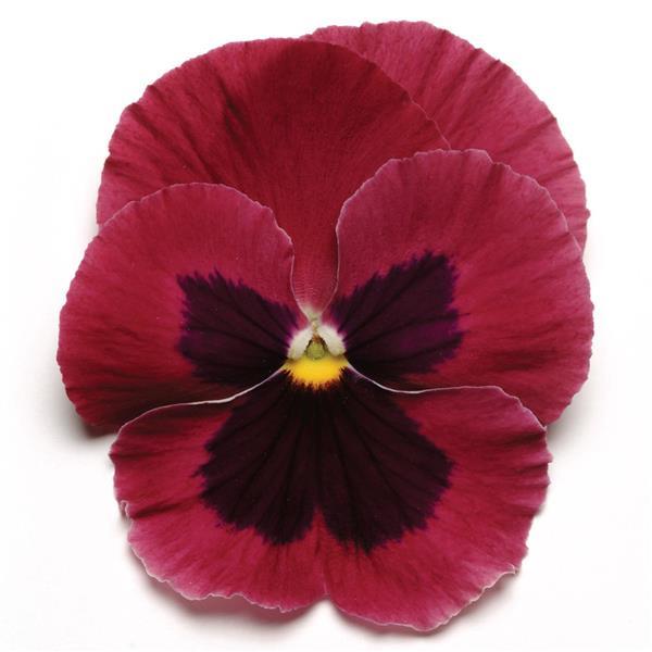 Matrix® Rose Blotch Pansy - Bloom