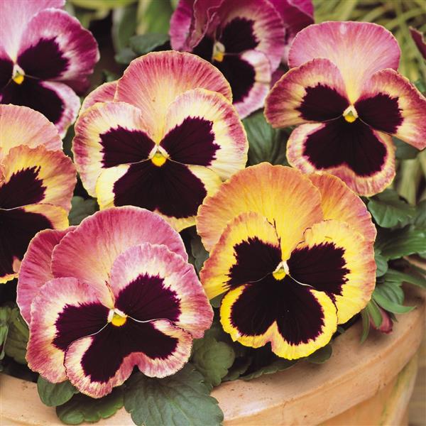 Matrix® Sunrise Pansy - Bloom