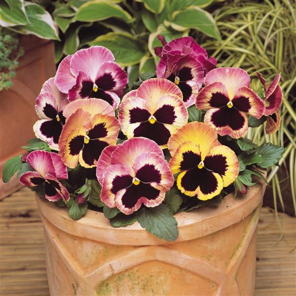 Matrix® Sunrise Pansy - Container