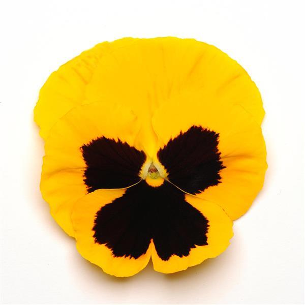 Matrix® Yellow Blotch Pansy - Bloom
