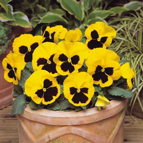 Matrix® Yellow Blotch Pansy - Container
