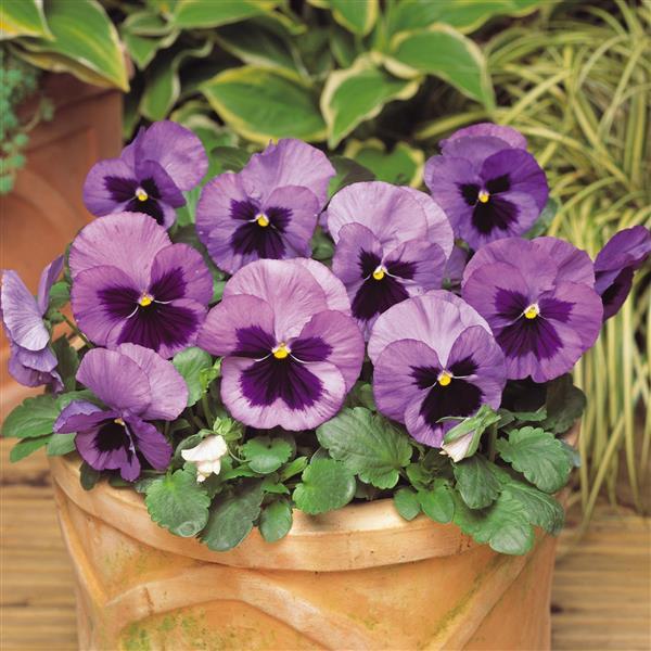 Matrix® Ocean Pansy - Container