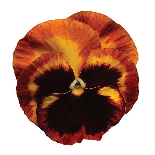 Matrix® Solar Flare Pansy - Bloom