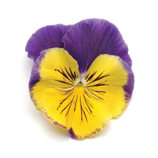 Matrix® Morpheus Pansy - Bloom