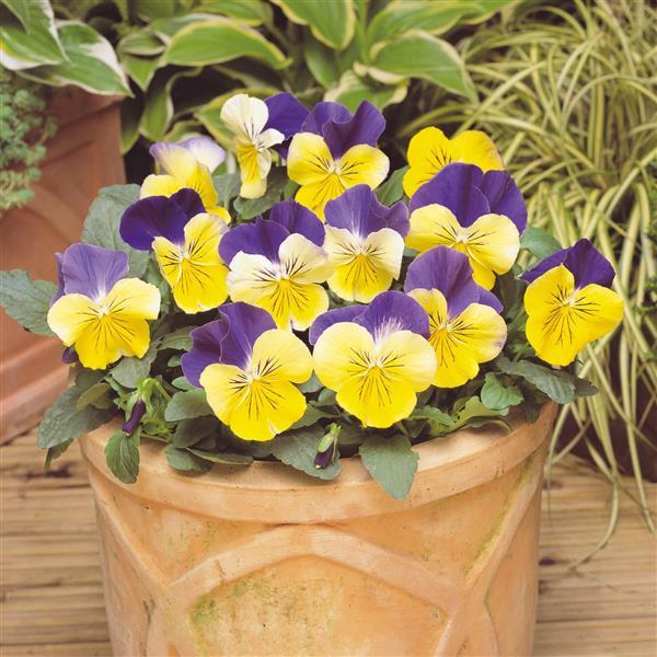 Matrix® Morpheus Pansy - Container