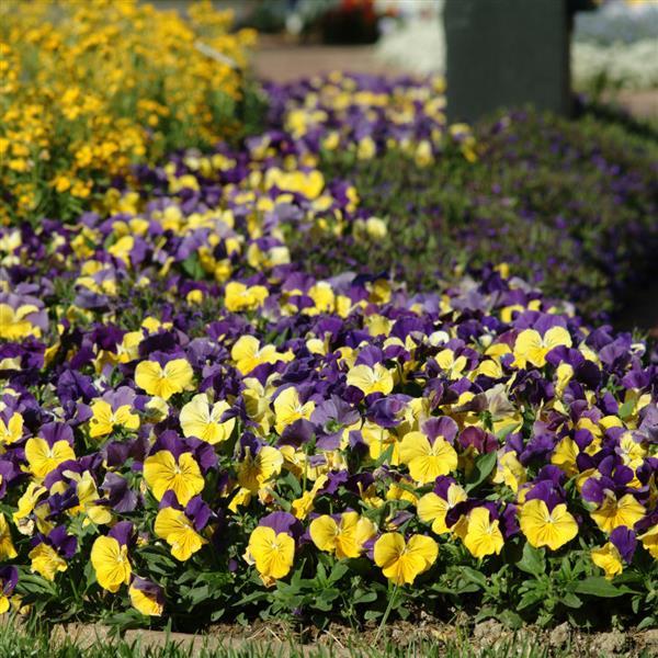 Matrix® Morpheus Pansy - Landscape