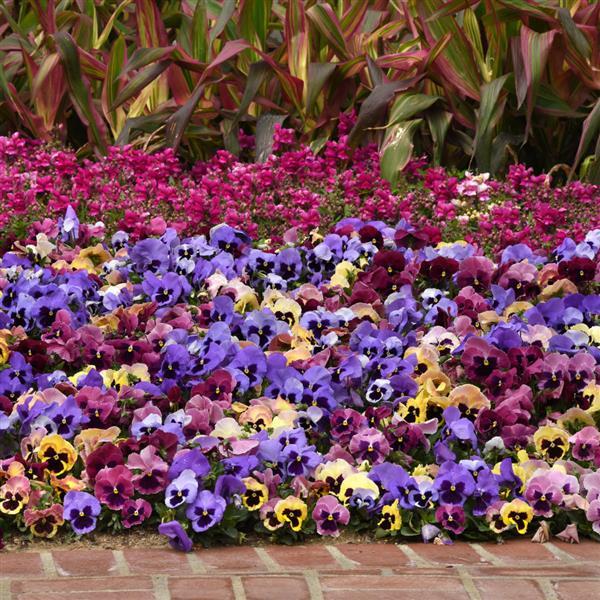 Matrix® Coastal Sunrise Mixture Pansy - Commercial Landscape 1