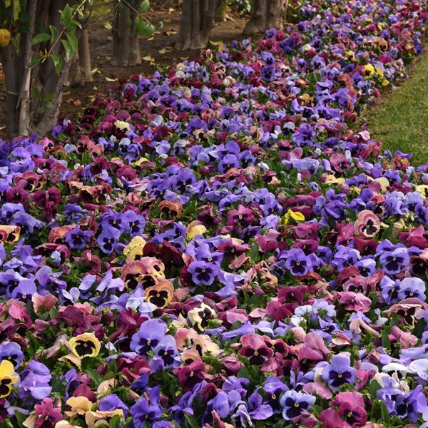 Matrix® Coastal Sunrise Mixture Pansy - Landscape