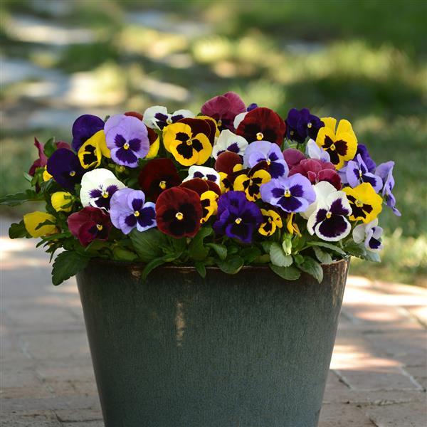 Matrix® Blotch Mixture Pansy - Container