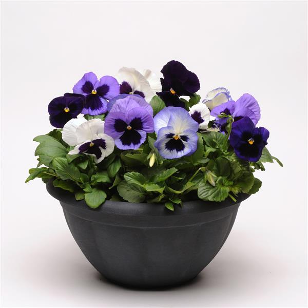 Matrix® Ocean Breeze Mixture Pansy - Container