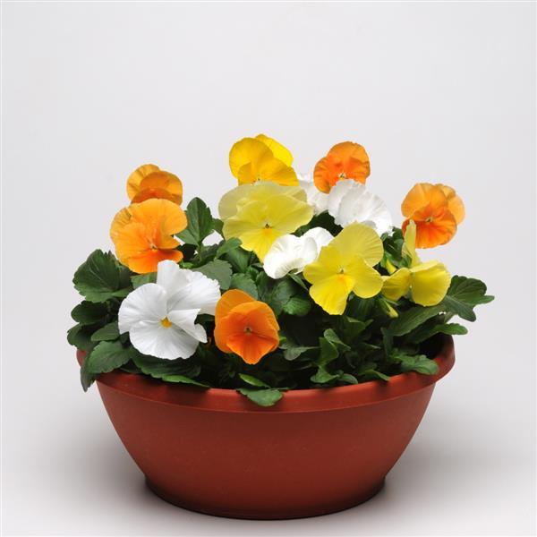 Matrix® Citrus Mixture Pansy - Container