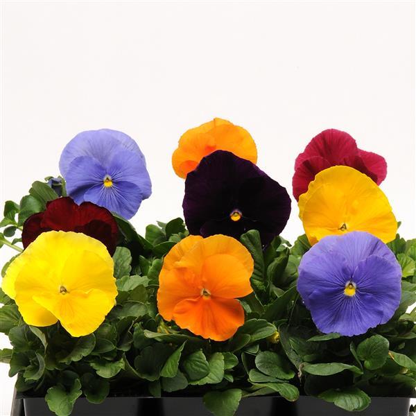 Pansy Mixes Matrix Jewels Mix