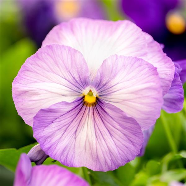 Spring Grandio Lavender Shades Pansy - Bloom