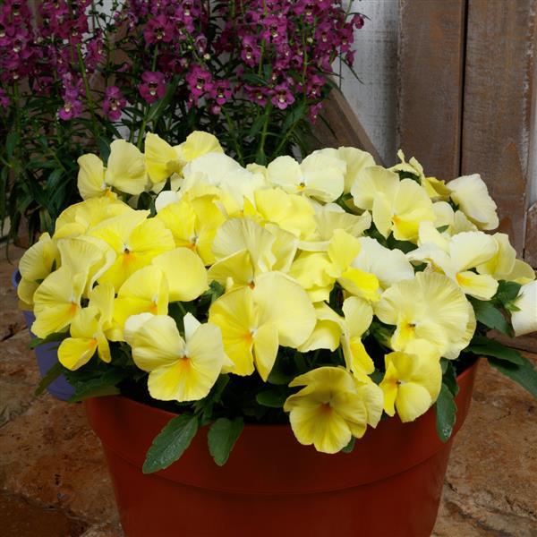 Spring Grandio Primrose Pansy - Container