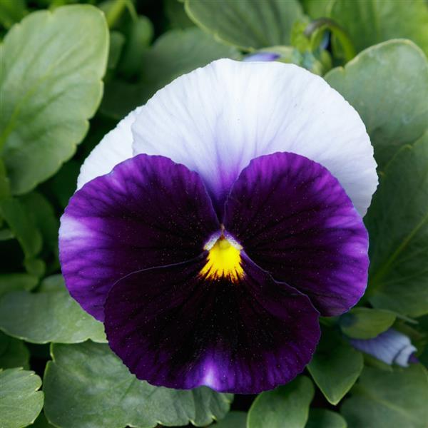 Spring Grandio Beacon Blue Pansy - Bloom