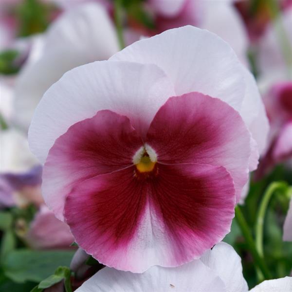 Spring Grandio Beacon Rose Pansy - Bloom