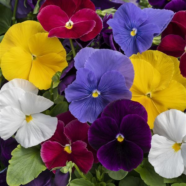Spring Grandio Clear Mix Pansy - Bloom