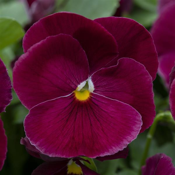 Spring Grandio Clear Rose Pansy - Bloom