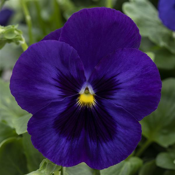 Spring Grandio Deep Blue with Blotch Pansy - Bloom
