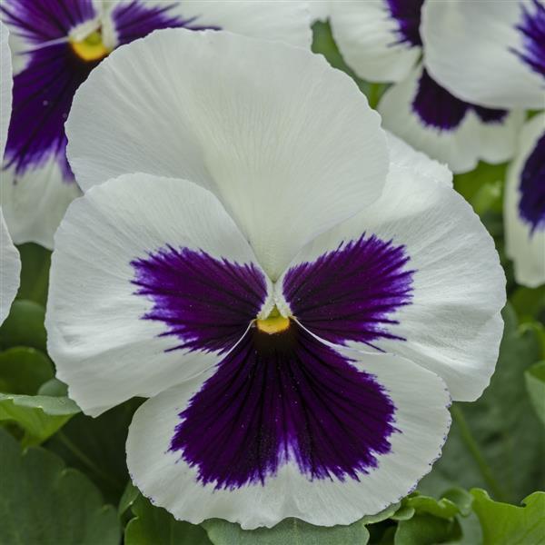 Spring Grandio White with Blotch Pansy - Bloom