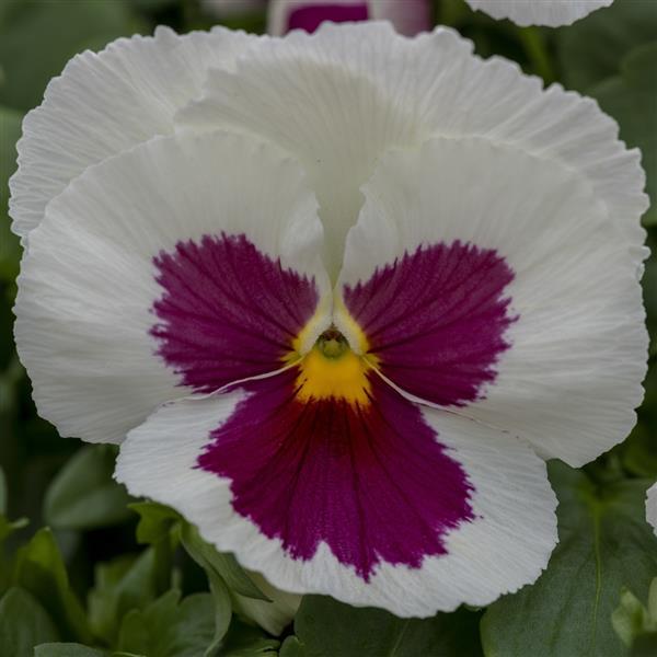 Spring Grandio White with Rose Blotch Pansy - Bloom