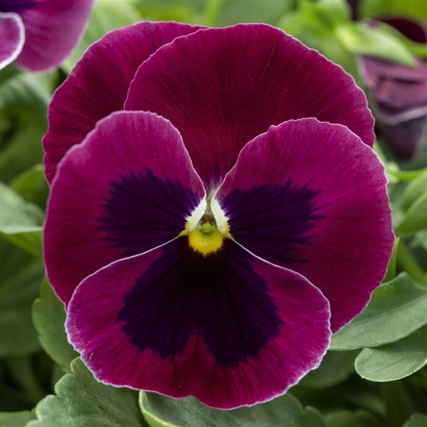 Spring Grandio Rose with Blotch Pansy - Bloom