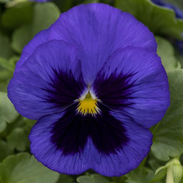 Spring Grandio Blue With Blotch Pansy - Bloom