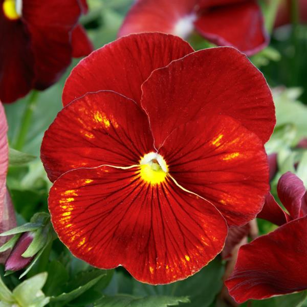 Spring Grandio Clear Scarlet Pansy - Bloom
