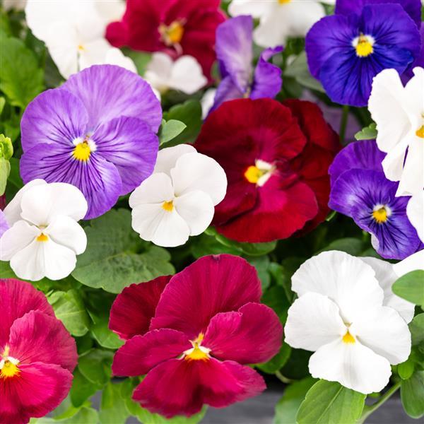 Spring Grandio Enchantment Mix Pansy - Bloom