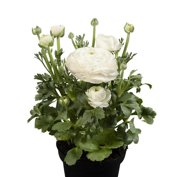 Sprinkles White Ranunculus