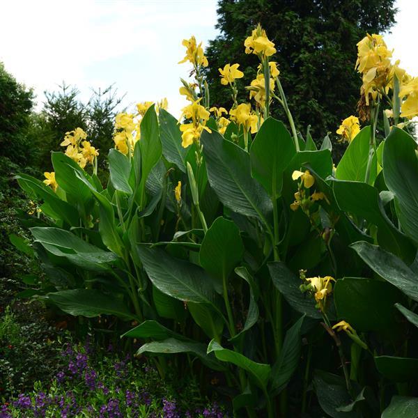 Cannova® Yellow Canna - Landscape