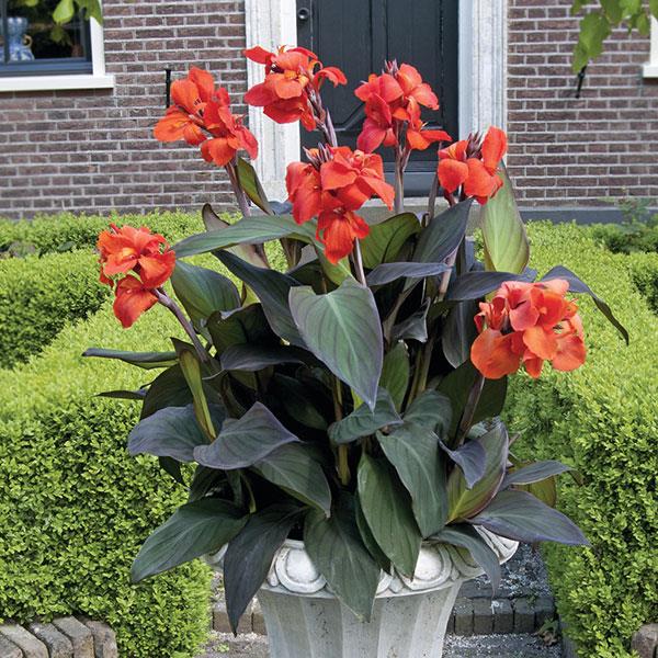 Cannova® Bronze Orange Canna - Container