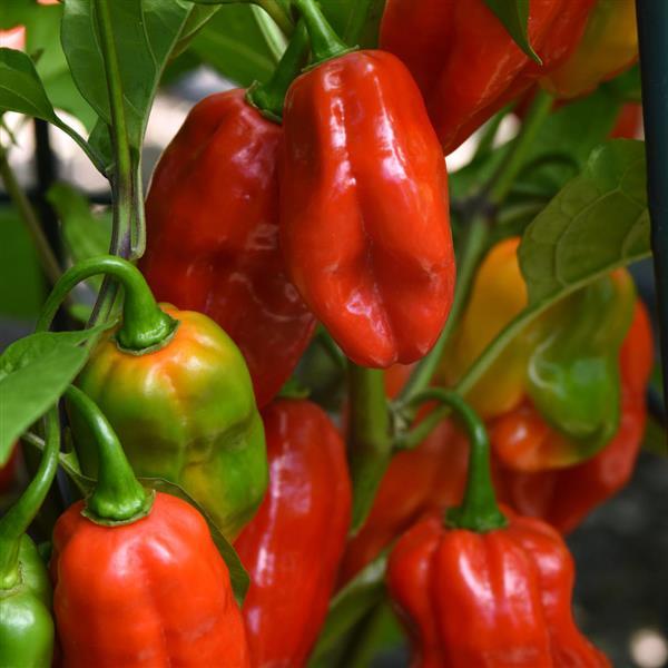 Roulette Pepper - Bloom