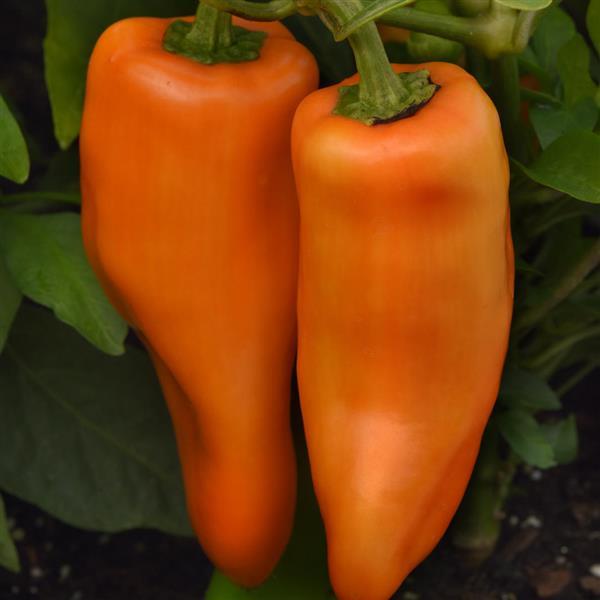 Peppers from Heaven Orange Pepper - Bloom