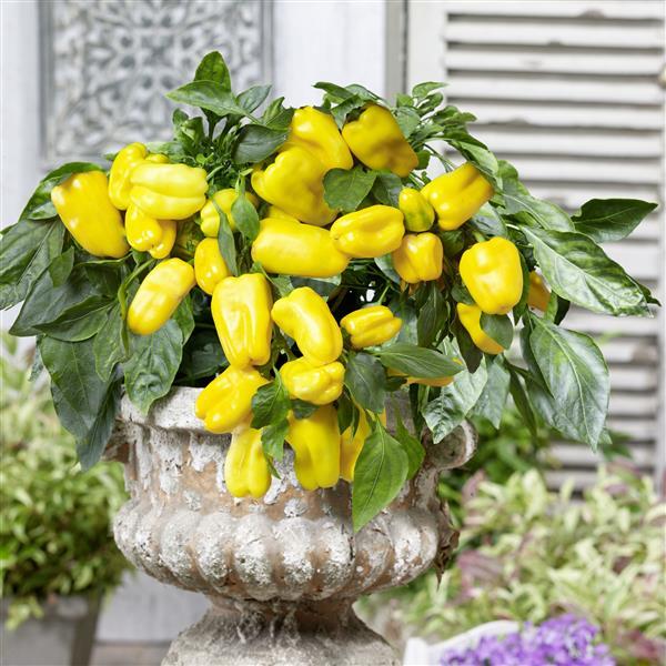 Peppers from Heaven Yellow Pepper - Container