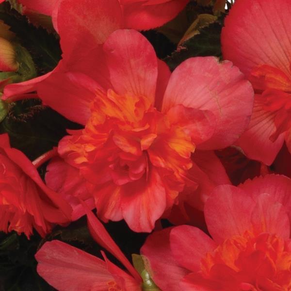 I'Conia Portofino Valencia Pink Begonia