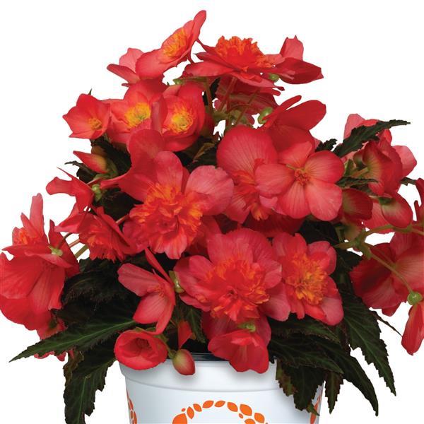 I'Conia Portofino Valencia Pink Begonia