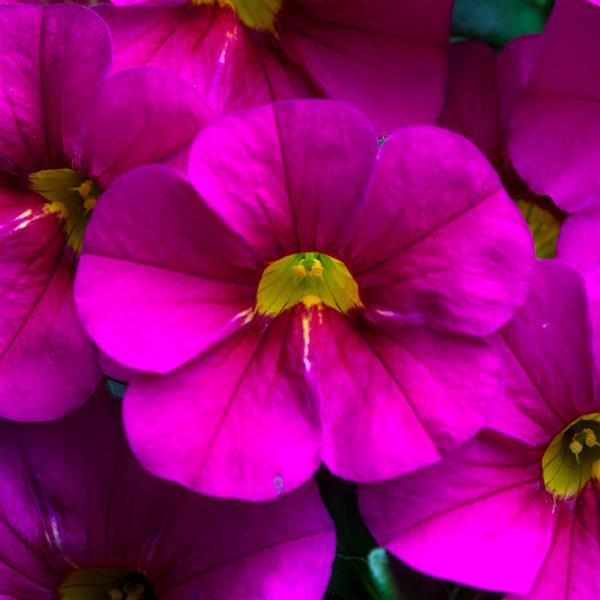 Calitastic Hot Pink Calibrachoa - Bloom