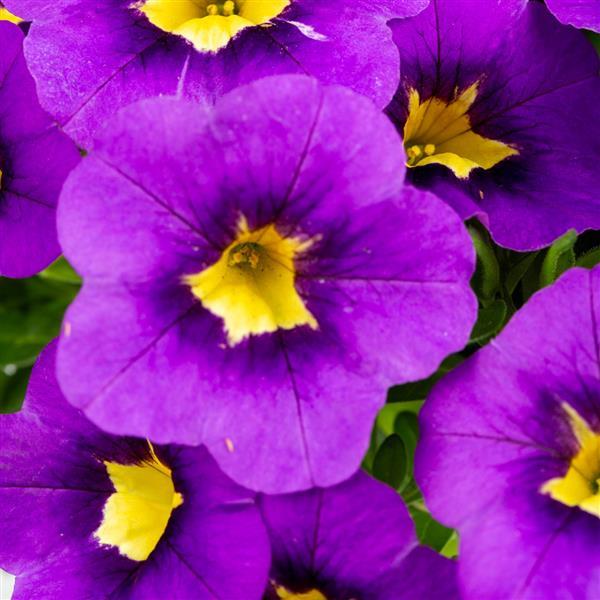 Calitastic Indigo Calibrachoa - Bloom