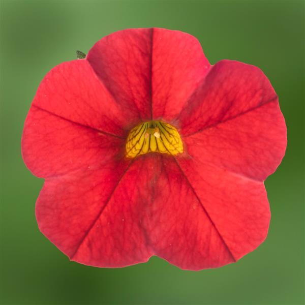 Callie Red Calibrachoa