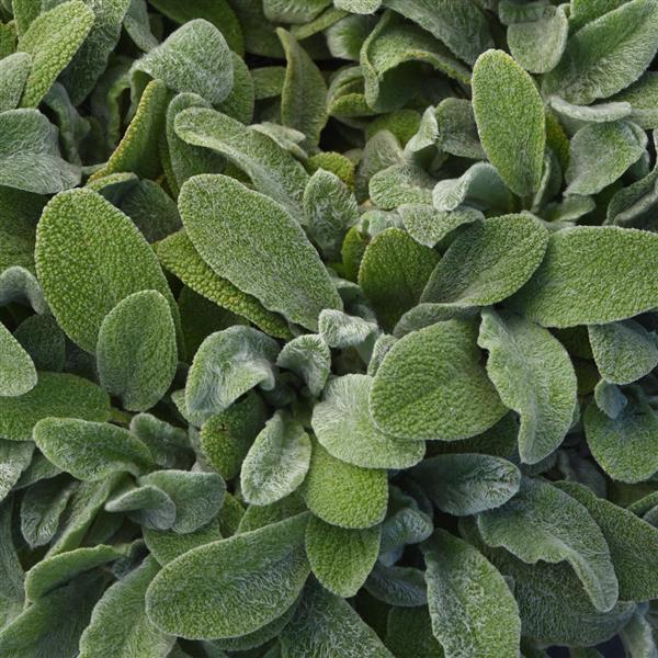 Stachys byzantina Little Lamb - Bloom