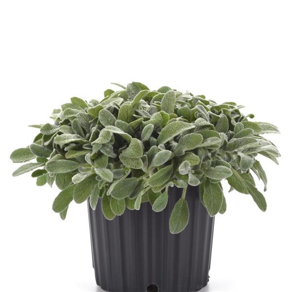 Stachys byzantina Little Lamb - Container