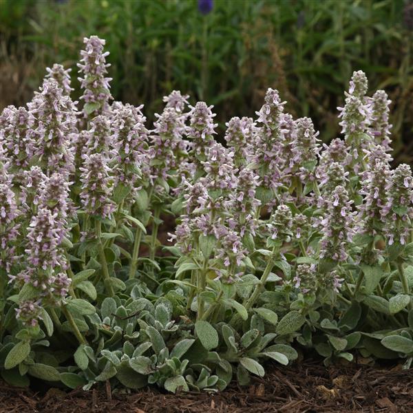 Stachys byzantina Little Lamb - Landscape