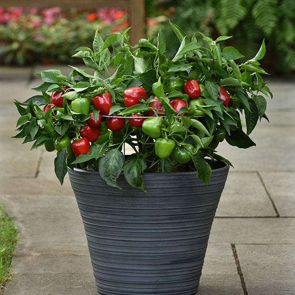 Snackabelle Red Pepper - Container