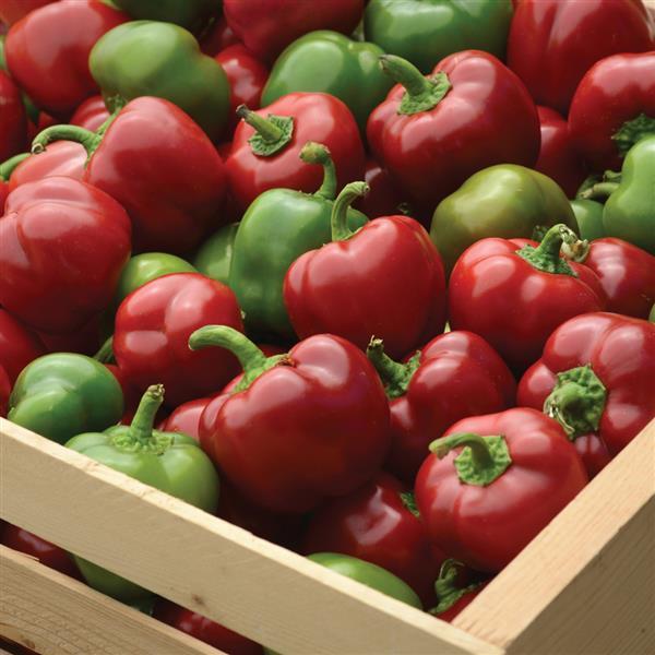 Snackabelle Red Pepper - Displays