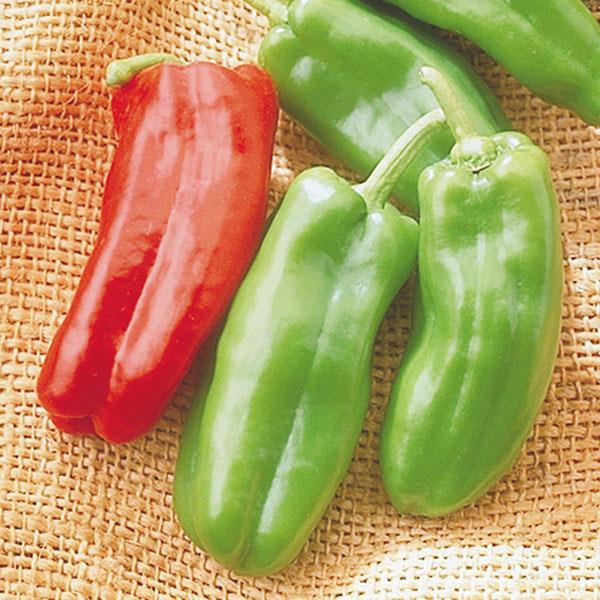 Giant Marconi Pepper - Bloom